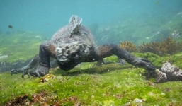 Cận cảnh loài kỳ nhông khổng lồ dưới đáy đại dương