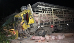 Xe tải gặp tai nạn, hàng chục con heo trên xe bị chết