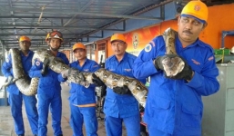 Trăn dài nhất thế giới chết khi đang đẻ trứng