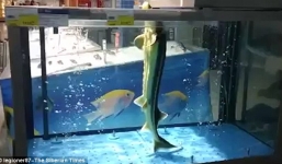 Video cá tầm trong siêu thị nhảy múa để tránh bị giết thịt