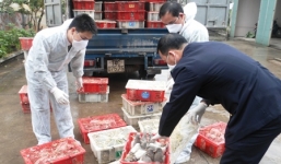 Phát hiện, bắt giữ 4.000 con chim bồ câu nhập lậu từ Trung Quốc