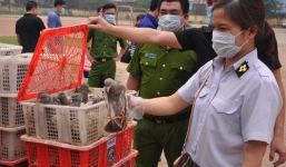 Clip: Xác minh nguồn gốc hàng ngàn con chim bồ câu 