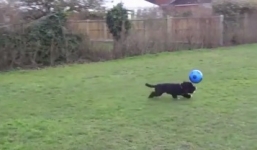 Chú chó chơi bóng như siêu sao bóng đá Ronaldo