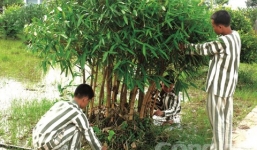 Gặp ác mộng, phạm nhân khai thêm vụ giết người chôn xác 2 năm trước