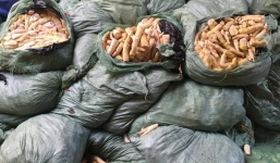 Hàng chục tấn măng rừng ngâm lưu huỳnh lên bàn ăn