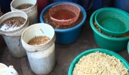 Phát hiện hơn một tấn măng nghi có chứa chất vàng ô