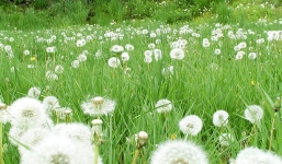 Công dụng chữa bệnh và ý nghĩa hoa bồ công anh ít ai biết