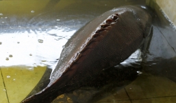 Cá mú nghệ 'khủng' nặng 100kg vùng vẫy tại Sài Gòn