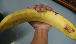 Loài chuối khiến người dân 'tá hỏa', được thương lái săn lùng với giá cao