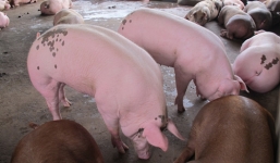 Trung Quốc dừng thu mua lợn siêu mỡ khiến người nuôi lao đao