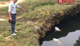 Lợn chết vứt la liệt, Chủ tịch xã nói không biết, dị ứng báo chí