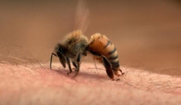 Cảnh báo ngày càng nhiều học sinh bị ong đốt ngay trong trường học