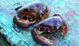 Ăn cua “lạ”, 1 ngư dân Đà Nẵng tử vong