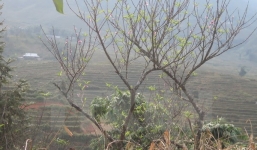 Không khí lạnh bao trùm Bắc Bộ, cảnh báo mưa đá, tố lốc