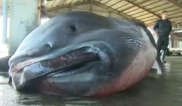 Bắt được cá mập khổng lồ nặng 1 tấn hiếm thấy ở Nhật Bản