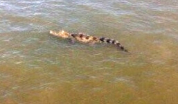 Vây bắt cá sấu 'khủng' trên sông Soài Rạp