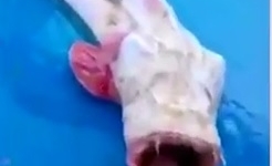 Bắt được sinh vật lạ có hình dạng kỳ quái