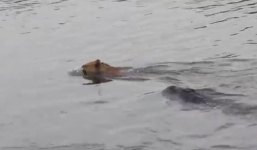 Truy tìm cá sấu 70kg trên sông Soài Rạp