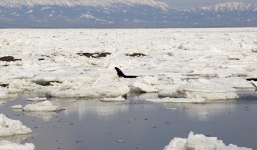 Video: Giải cứu 4 chú cá voi mắc kẹt trong băng