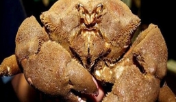 Cách nhận biết loại cua đá biển kịch độc tuyệt đối không ăn