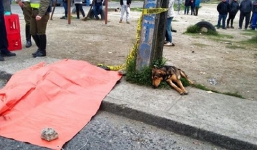  Chú chó nằm bên thi thể cậu chủ gặp tai nạn giao thông