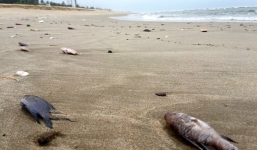 Nguyên nhân cá chết bất thường trôi dạt vào bờ biển Quảng Bình