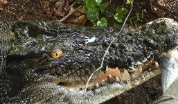 Nuôi cá sấu khủng trong ao nhà suốt 60 năm