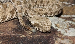 Rắn hổ lục dùng đuôi nhện tấn công chim trong tích tắc