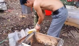 Video: Người đàn ông cởi trần tay không bắt tổ ong mật khủng
