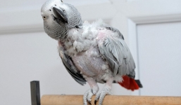 Vẹt tự gọi taxi về nhà sau khi lang thang bên ngoài