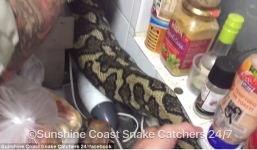 Video: Phát hiện trăn thảm khổng lồ bên lò vi sóng