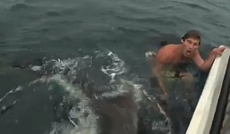 Video: Tá hỏa phát hiện 'sát thủ' cá mập hổ ngay bên cạnh