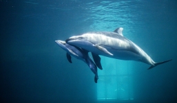 Video: Cá heo mẹ sinh con sau 3 giờ quằn quại đau đẻ