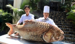 Cá hô nặng 117 kg, dài gần 2 m 'bơi' từ Campuchia về TP HCM