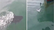 Video: Mòng biển suýt bị cá ngừ 'khủng' nuốt chửng