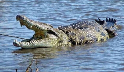 Cá sấu 'khủng' trên sông Soài Rạp có khả năng gây thương tích