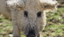 Hy hữu loài lợn mọc lông như cừu ở Hungary