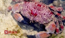 Ăn cua 'lạ', 1 ngư dân Đà Nẵng tử vong: 'Thủ phạm' chuyên ăn rắn biển