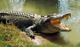 Nuôi cá sấu khổng lồ 70 tuổi làm thú cưng