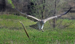 Rắn hổ mang lao lên không trung phản đòn tấn công của đại bàng