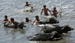 Nắng nóng tại Ấn Độ, hơn 160 người thiệt mạng