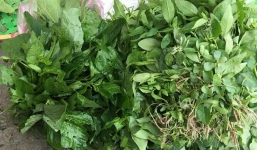 Bán rau dại cho dân Hà thành thu nửa triệu/ngày