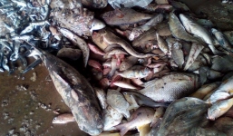 Cá chết hàng loạt dọc bờ biển miền Trung: Chất độc sẽ phá hủy đến cả rạn san hô
