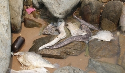 Bộ Công an vào cuộc vụ cá biển chết bất thường ở miền Trung