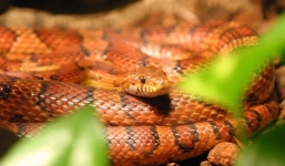 Hoảng hồn phát hiện rắn ngô cực độc dài 2m chui lên từ bồn cầu