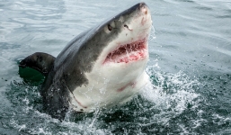 Hải cẩu bất lực nhìn cá mập trắng khổng lồ tấn công đồng loại