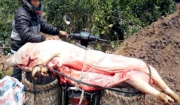 Hãi hùng lợn chết được vận chuyển đi tiêu thụ