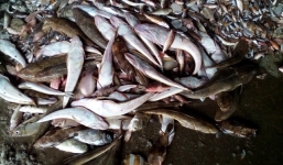 Cá chết hàng loạt do nhiễm độc: Điều gì đang khiến dư luận hoang mang?