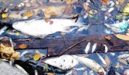 Kình ngư 'mất tích' sau công bố bí mật về ống xả thải của Formosa