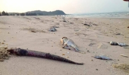 Chuyên gia phản pháo thông tin ngư dân là người phát hiện ống xả khổng lồ dưới biển Vũng Áng